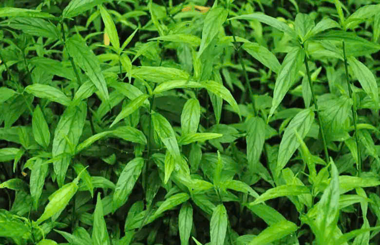 Cây Bìm Bịp – Thảo Dược Bình Dị Với Nhiều Công Dụng Quý