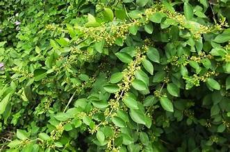 Cây Dây Thìa Canh - Thảo Dược Giúp Ổn Định Đường Huyết