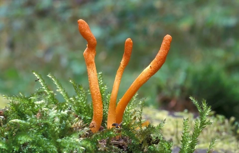 Nên Uống Đông Trùng Hạ Thảo Vào Thời Gian Nào Tốt Nhất?