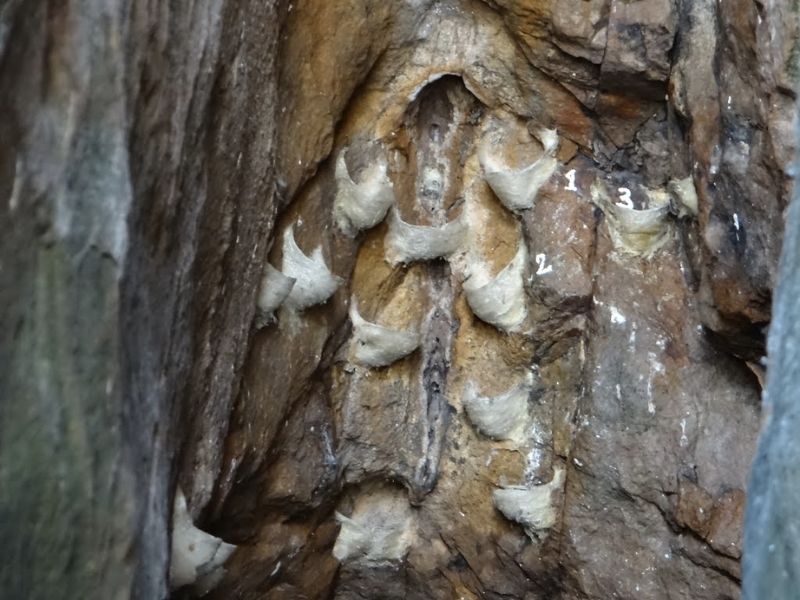 Những điều cần lưu ý khi dùng yến đảo để đảm bảo hấp thu tốt và an toàn cho sức khỏe