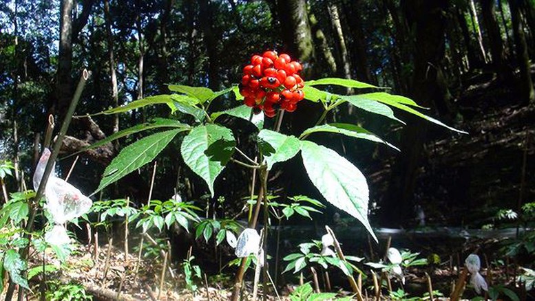 23 loài dược liệu quý, hiếm, đặc hữu phải kiểm soát