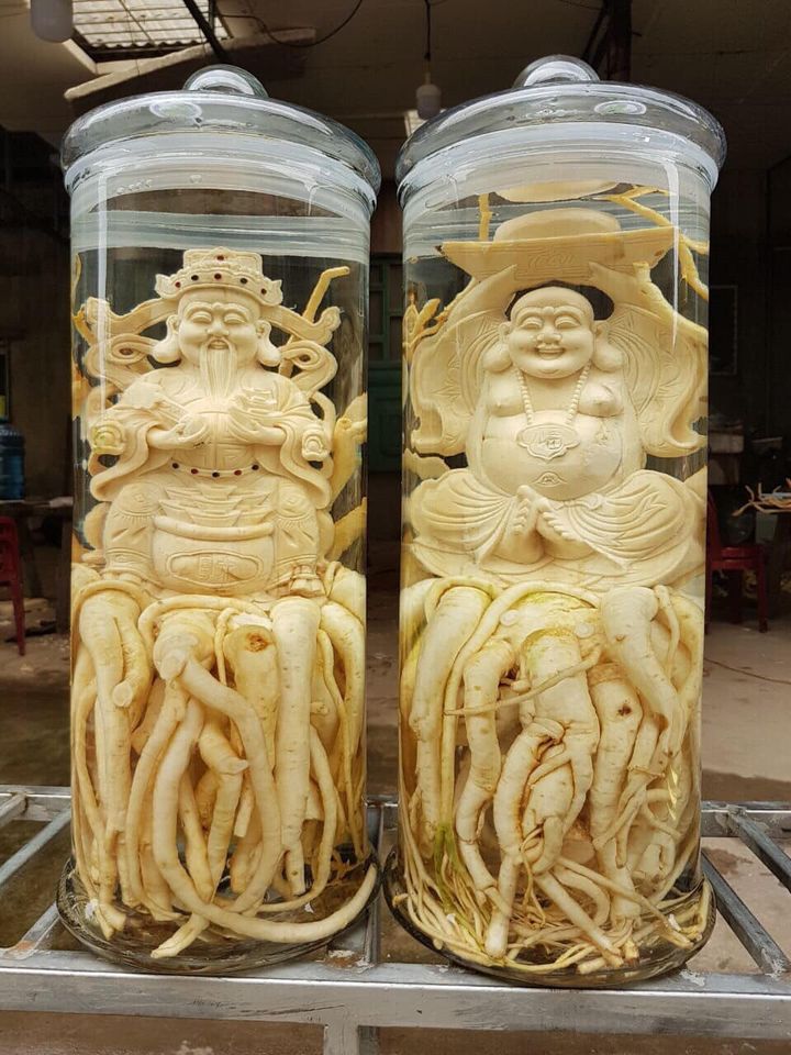 Củ Đinh Lăng điêu khắc ngâm rượu