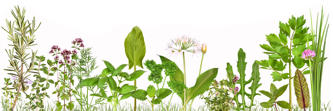 Chiết xuất dược liệu Green Herbal