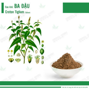 Cao kho Ba Dau Croton Tiglium Extract