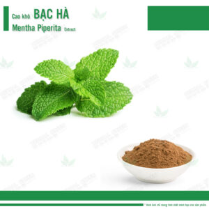 Cao kho Bac ha Mentha Piperita Extract