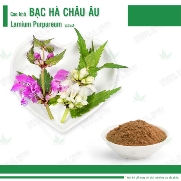 Cao kho Bac ha chau au Lamium purpureum