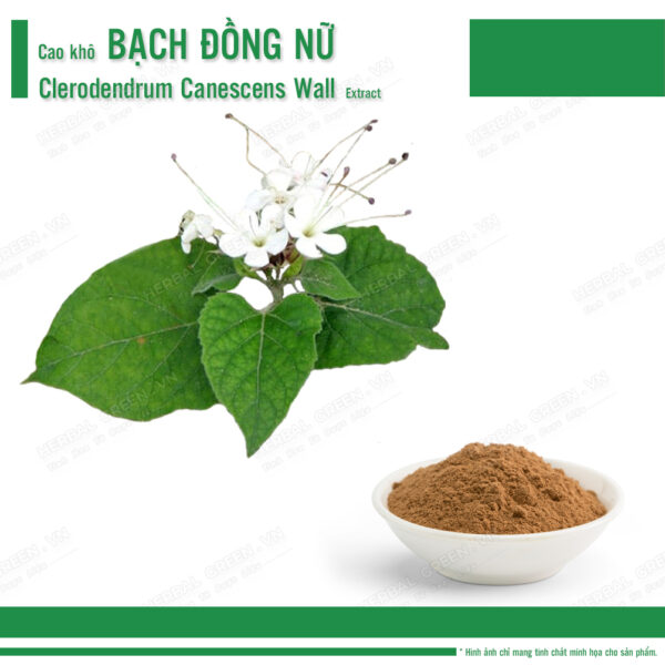 Cao khô Bạch Đồng Nữ - Clerodendrum canescens Wall Extract