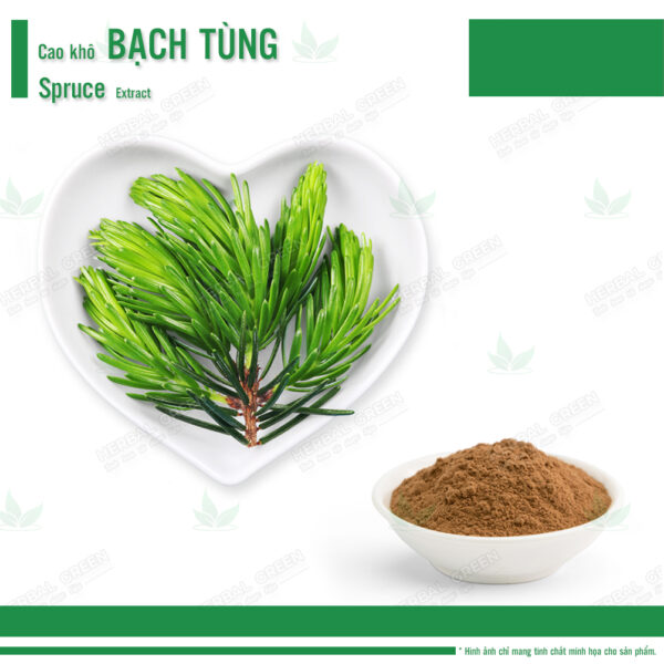 Cao kho Bach Tung Spruce