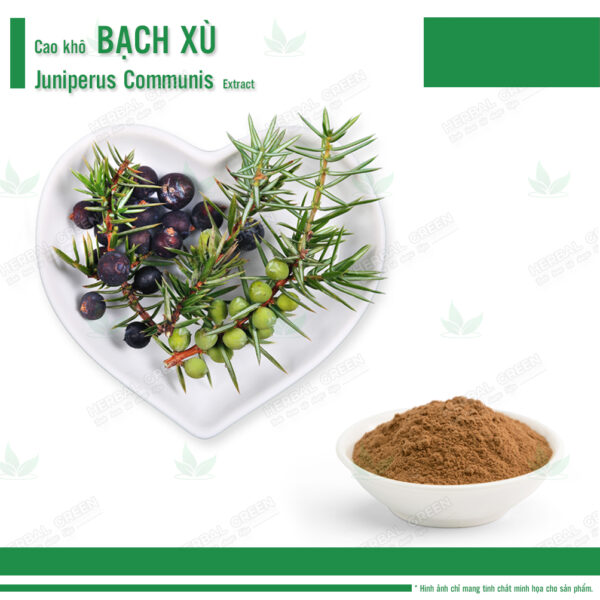 Cao kho Bach Xu Juniperus communis