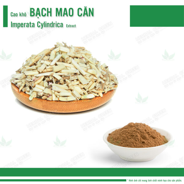 Cao kho Bach mao can Imperata cylindrica