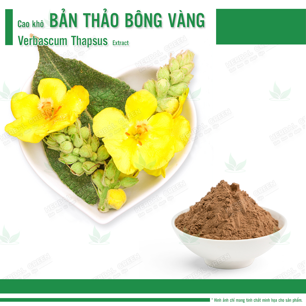 Cao kho Ban thao bong vang Verbascum thapsus