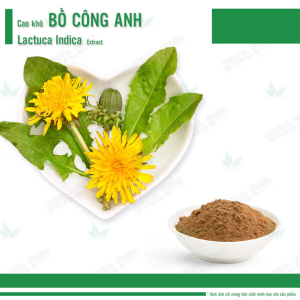 Cao khô Bồ Công Anh - Lactuca Indica Extract