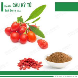 Cao khô Câu Kỷ Tử - Goji berry Extract