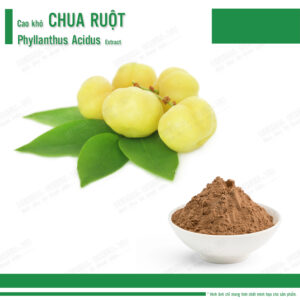 Cao khô Chua ruột - Phyllanthus Acidus Extract