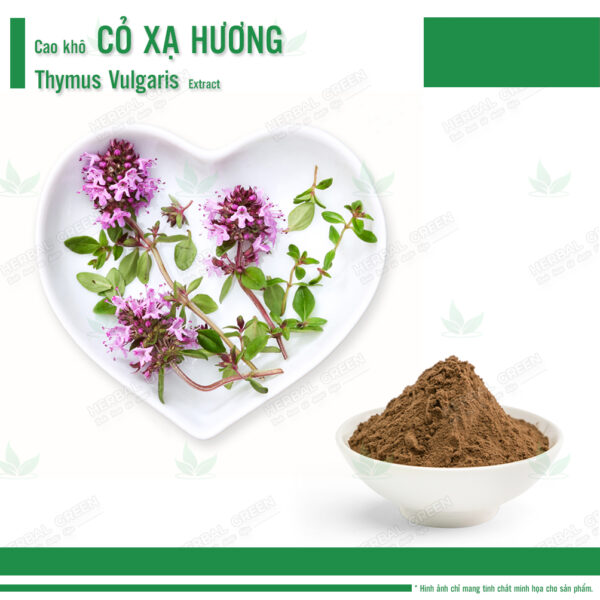 Cao kho Co xa huong Thymus vulgaris
