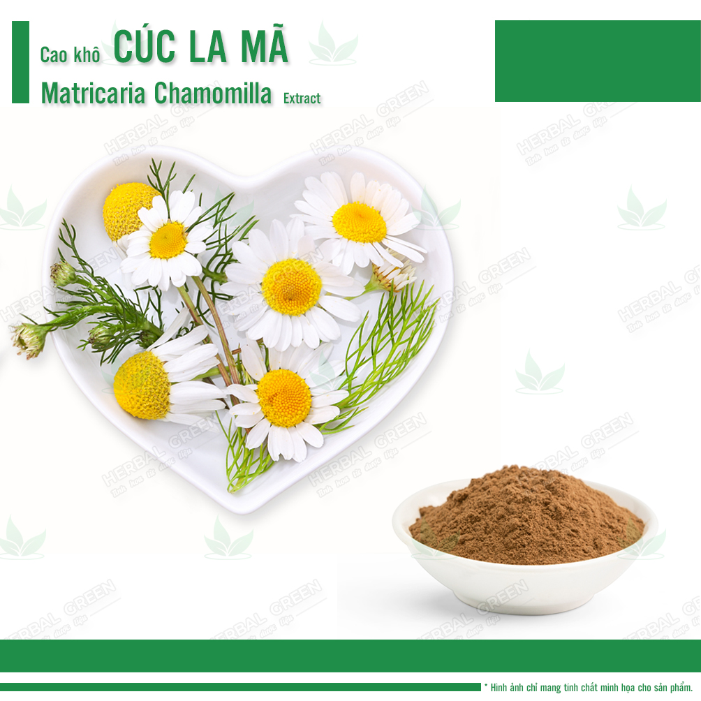 Cao khô Cúc La Mã - Matricaria Chamomilla Extract
