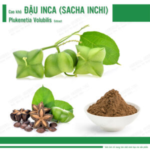 Cao khô Đậu Inca (Sacha Inchi) - Plukenetia Volubilis Extract