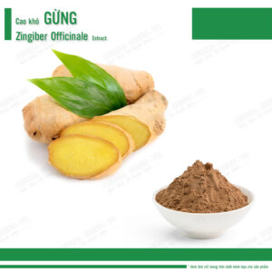 Cao khô Gừng - Zingiber officinale Extract