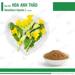 Cao khô Hoa Anh Thảo - Oenothera Biennis L Extract