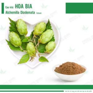 Cao khô Hoa Bia - Humulus Lupulus Extract