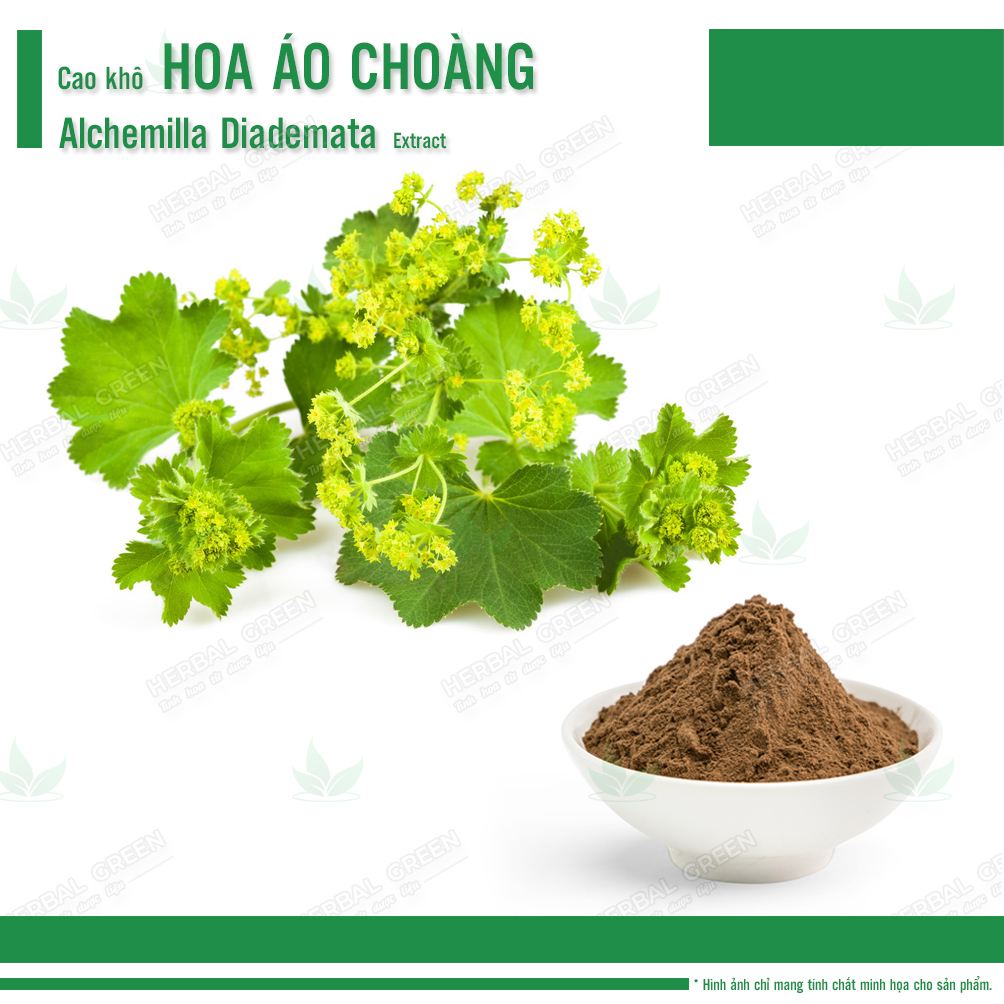 Cao khô Hoa Áo Choàng - Alchemilla Diademata Extract