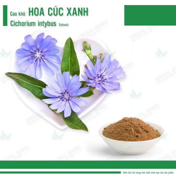 Cao kho Hoa cuc xanh Cichorium intybus