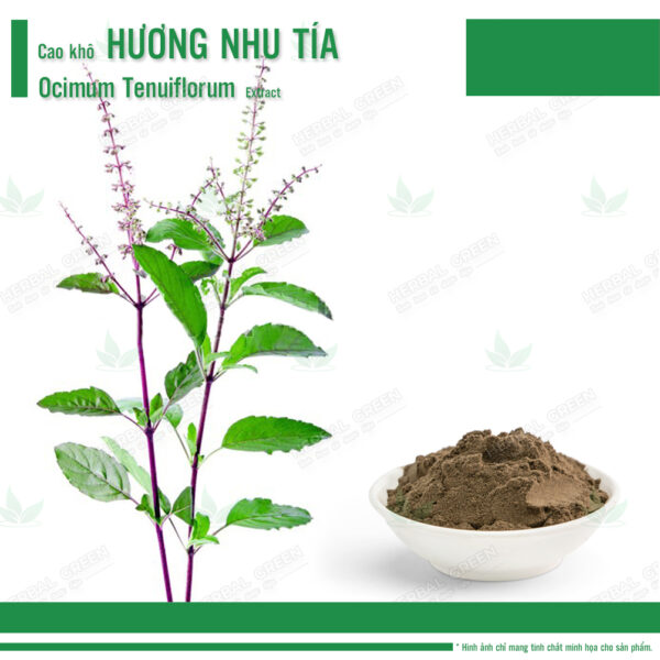 Cao kho Huong nhu tia Ocimum tenuiflorum