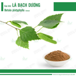 Cao kho La Bach Duong Betula platyphylla Extract