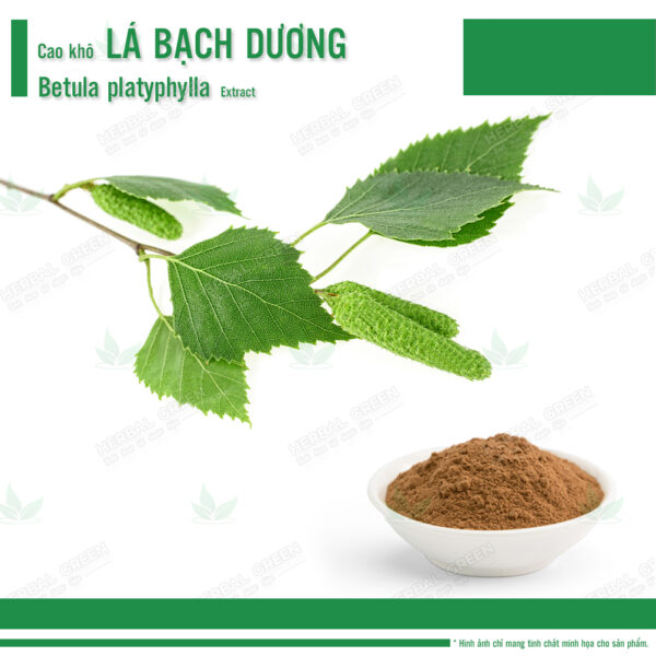 Cao kho La Bach Duong Betula platyphylla