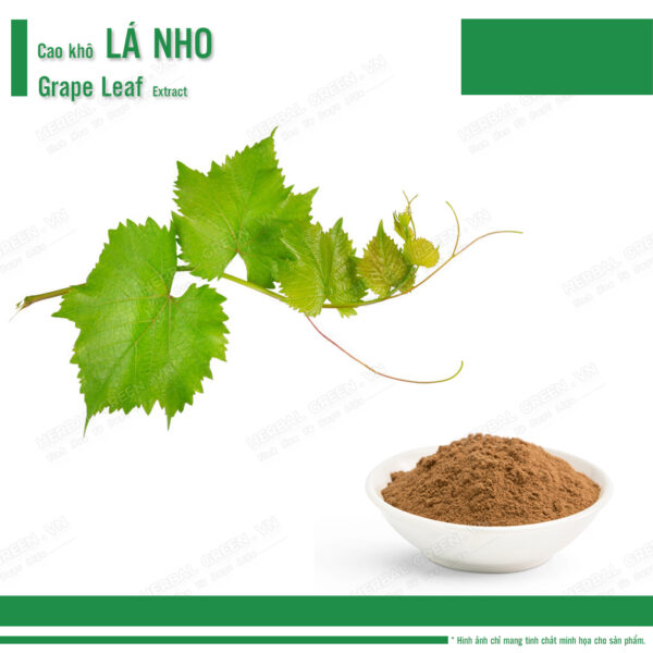 Cao khô Lá Nho - Grape Leaf Extract