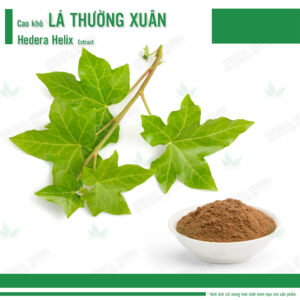 Cao kho La Thuong Xuan Hedera helix Extract