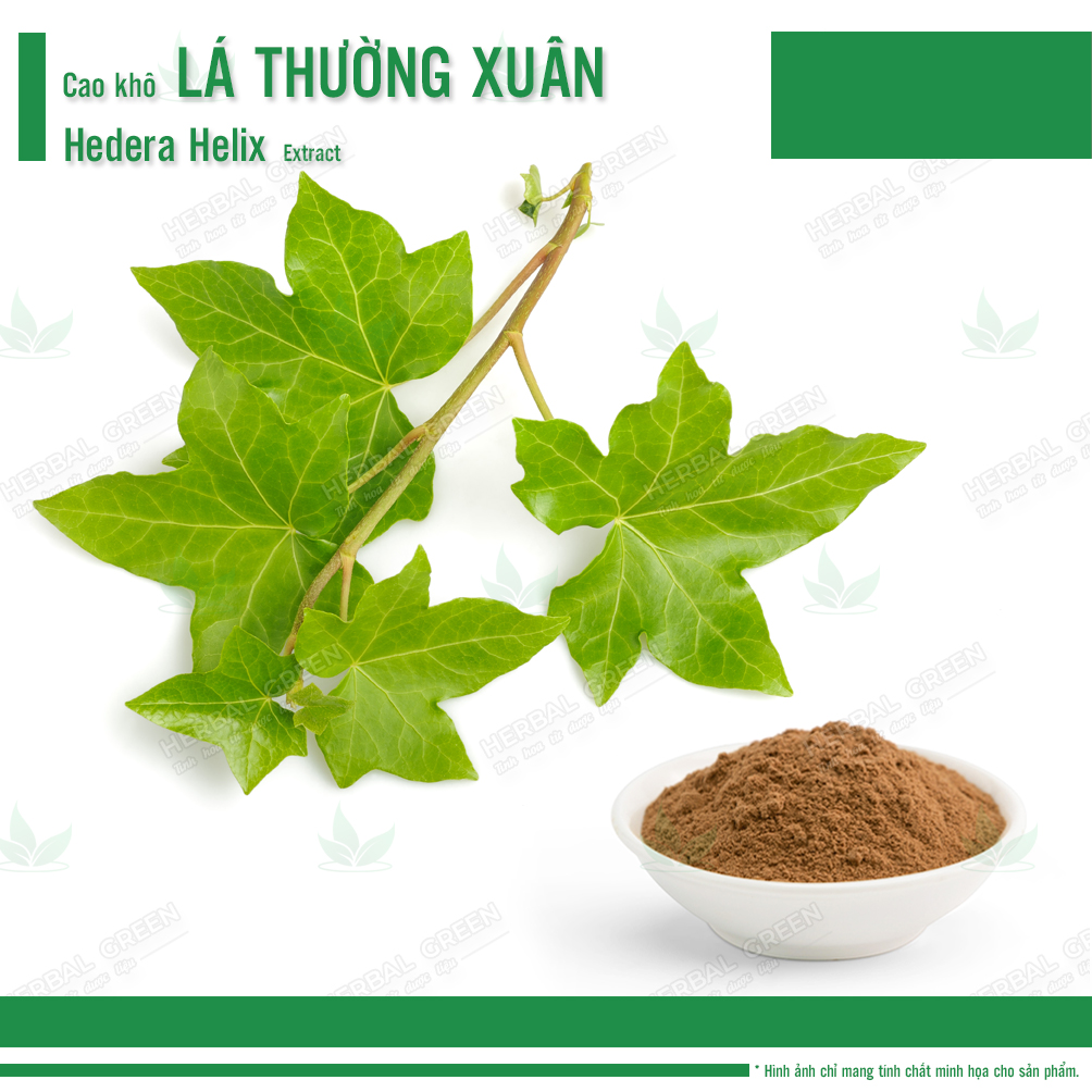 Cao khô Lá Thường Xuân - Hedera Helix Extract