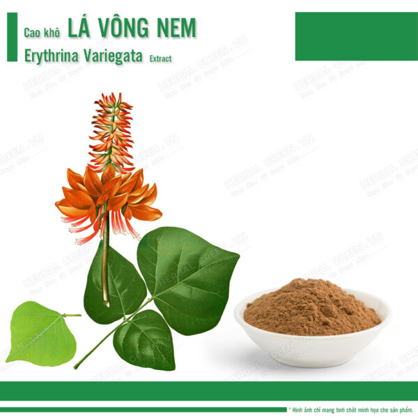 Cao khô Lá Vông Nem - Erythrina Variegata Extract