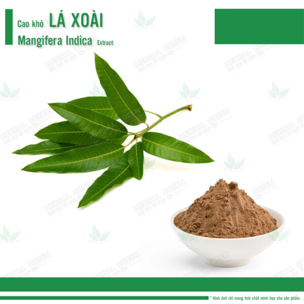 Cao kho La Xoai Mangifera indica Mango Leaf