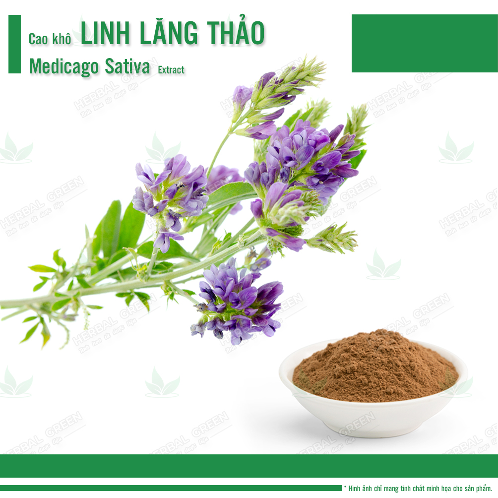Cao kho Linh Lang Thao Medicago Sativa