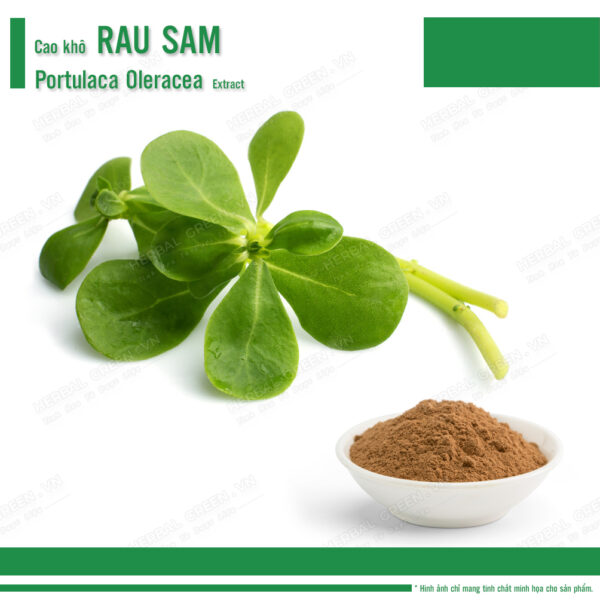 Cao khô Rau Sam - Portulaca oleracea Extract