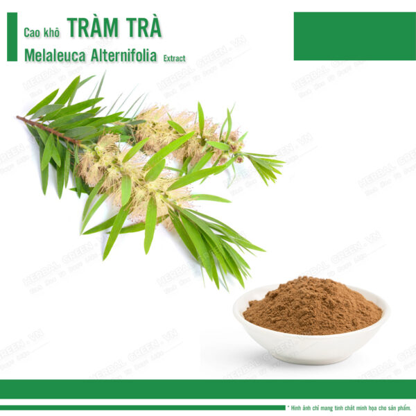 Cao khô Tràm trà - Melaleuca Alternifolia Extract