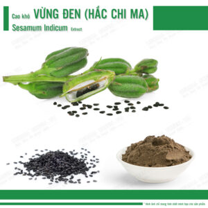 Cao khô Vừng đen ( Hắc chi ma - Mè đen) - Sesamum indicum Extract