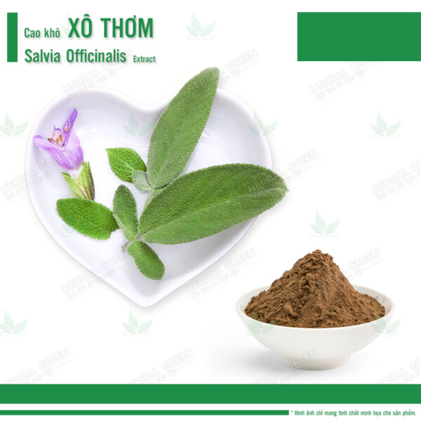 Cao khô Xô Thơm - Salvia Officinalis Extract