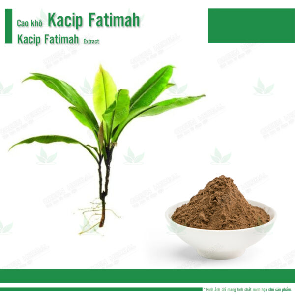 Cao khô Kacip Fatimah